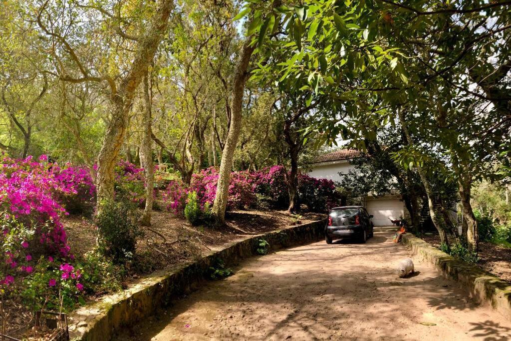 Quinta Biologica, Com Vista, Na Serra De Сінтра Екстер'єр фото