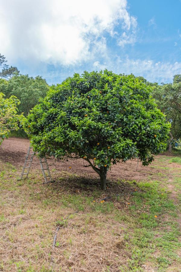 Quinta Biologica, Com Vista, Na Serra De Сінтра Екстер'єр фото