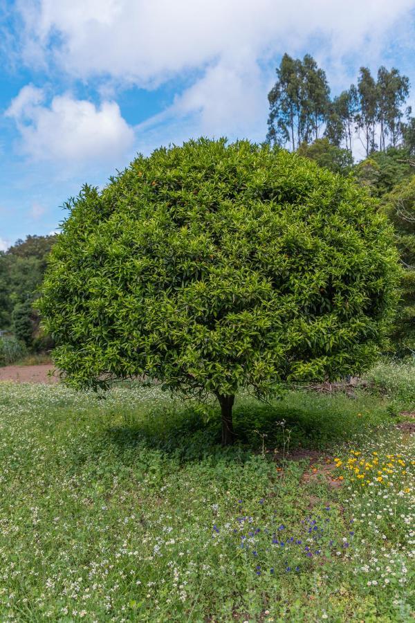 Quinta Biologica, Com Vista, Na Serra De Сінтра Екстер'єр фото